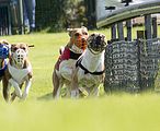 Dogobundi Basenji Th. Ernst (33)